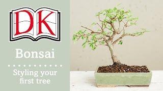 Bonsai Styling Your First Bonsai Tree