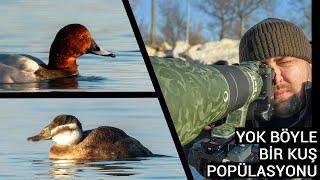 Yok Böyle Bir Kuş Popülasyonu  Kuş Fotoğrafçılığı  Fujifilm X-H2S ve Fujinon XF 150-600