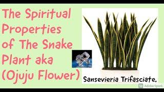 The Spiritual Properties of The Snake Plant aka Ojuju Flower Sansevieria Trifasciate.