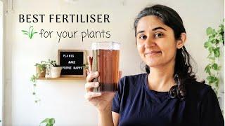 Best Fertiliser for Plants at Home