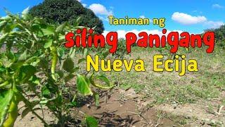 Small Sili Plantation in Nueva Ecija #buhayprobinsya #nuevaecija  #farming