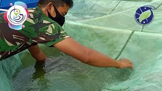 Sortir panen pendederan ikan Nila di BBPBAT Sukabumi