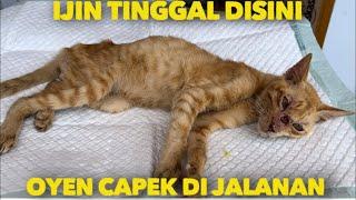 IJIN TINGGAL DISINI OYEN CAPEK HIDUP DI JALANAN