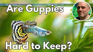 Are Guppies Hard To Keep? HOW TO SET YOUR GUPPY TANK UP FOR SUCCESS