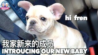 我当爸爸啦！来认识我BF 和我BABY法斗儿子法斗Neroli～ INTRODUCING MY FRENCH BULLDOG PUPPY OUR NEW BABY