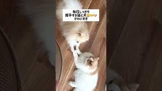 毎日手を繋ぎあう猫と犬の友情