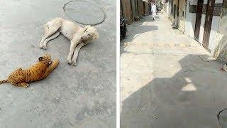 Dog Scared Of Tiger Toy