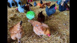 Chicken Boredom Busters  How To Keep Chickens Entertained