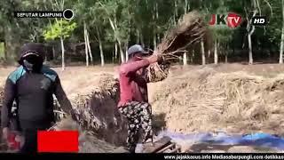 Ratusan Hektar Sawah Gagal Panen Akibat Kemarau Panjang JK-TV Tulangbawang - Lampung