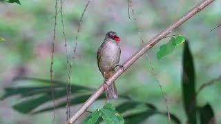 Olive Winged bulbul