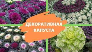 ДЕКОРАТИВНАЯ КАПУСТА красота да и только Как вырастить ее на своем огороде