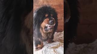 Pitbull vs Tibetan Mastiff #pitbull  #shortsfeed #pitbull #americanbully #tibetan #dog #doglover