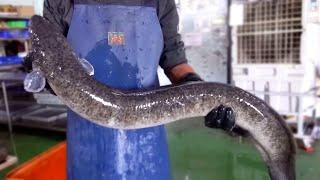 Chinas Giant Eel Farm - Making Farmers $3.8 Million A Year