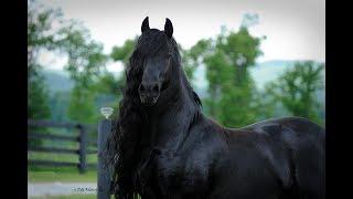 BREAKING World Famous Friesian Stallion is the Star in Upcoming Movie