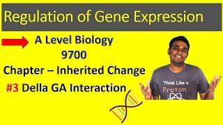 Della Protein - Gibberellin interaction  A Level Biology  9700