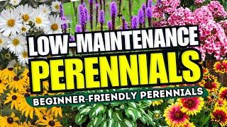  Top 10 Low-Maintenance Perennial Flowers ANYONE Can Grow - Beginner-Friendly 