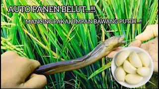 GANASbanget Mancing belut pakai umpan bawang putih..