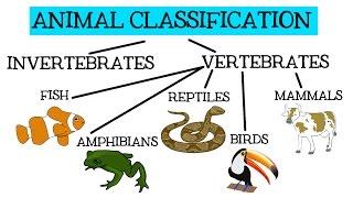 Animal Classification for Children Classifying Vertebrates and Invertebrates for Kids - FreeSchool