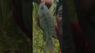 KAGET KUBANGAN AIR DIPENUHI IKAN #mancing #mancingmania #fishing #mancingmaniamantap