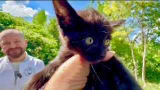 Мы так вовремя с доктором Василием поймали черненького котенка он был ОЧЕНЬ ГОЛОДЕН
