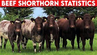 ⭕ Cattle Breeds Beef Shorthorn STATISTICS  Every Breed In The World  Shorthorn BULLS   Cows