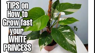 Tips on how to grow fast your white princess philodendron.