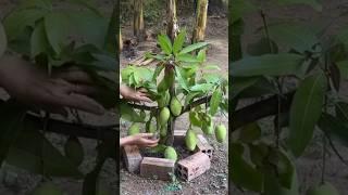 New technique of growing mango plant #mango_grafting #mango #farming #viral #shorts