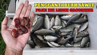 TERNYATA JAUH LEBIH AMPUH DARI BUAH SAWIT‼️SEMUA IKAN DOYAN