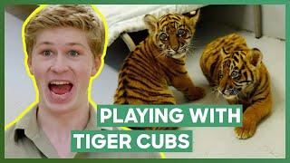 Robert Irwin Plays With Three Tiger Cubs  Crikey Its The Irwins