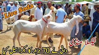 Friday Taxila Bakra Mandi Latest Update 14 June 2024  Bakra Eid Qurbani