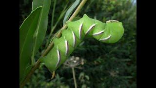 On the trail of the Privet Hawk moth caterpillar