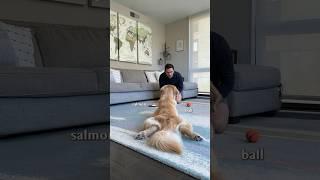 Dog picks ball vs salmon