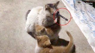Stray Mother cat gets an arrow through her eye kitten tries to pull it out but cant do anything