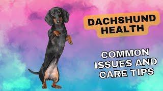 Dachshund Health Common Issues and Care Tips