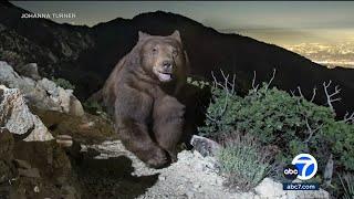 Photo of smiling black bear looking over Pasadena becomes hit on social media