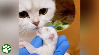 Kitten Born Dead Brought Back To Life