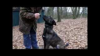 Dutch Shepherd Tygo KNPV training in Holland