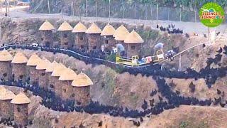 A UNIQUE AND FASCINATING PRACTICE OF FEEDING CHICKENS ON A MOUNTAIN RAIL CAR IN CHINA. MODERN FARM