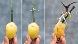 Do this with your orchid Roots and sprouts grow uncontrollably