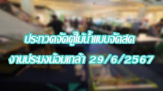 ประกวดจัดตู้ไม้น้ำแบบจัดสด งานประมงน้อมเกล้า 2962567 Uncut