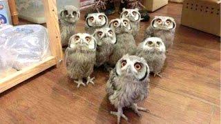 Owl - A Funny Owls And Cute Owls Compilation  NEW