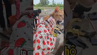 Dẻ review về Kiên Giang Xanh #khethui #cat #pets #funny #animals