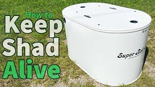 How To Keep Shad Alive Step By Step + Trying Out Our New Shad Tank
