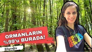 65 MİLYON Yıllık Sığla ORMANINDA Yürüdüm - MUĞLA KÖYCEĞİZ