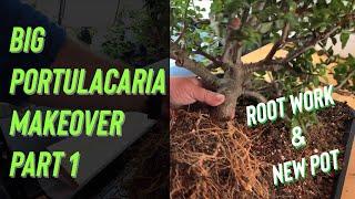 Big Portulacaria Afra Makeover Part 1 - Root Work Bonsai Soil & New Pot