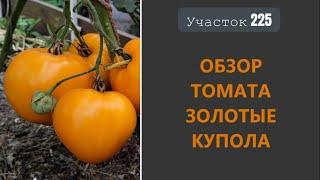 Томат Золотые купола. Красивый цвет хороший вкус