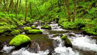 4k UHD Creek flowing in lush forest White Noise Gentle Stream Nature Sounds Sleep Study Relax.