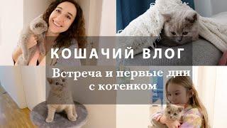 КОШАЧИЙ ВЛОГ️ВСТРЕЧА С КОТЕНКОМ И ПЕРВЫЕ ДНИ С НАМИ️ВЛОГ