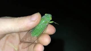 Green Cicada screams 