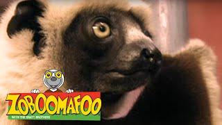 Zoboomafoo 135 - Whos in the Egg? Full Episode